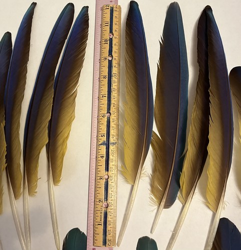 Macaw parrot blue and gold - macaw,