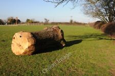 Photo 6x4 Oak tree trunk Newland Common The trunk of a felled oak tree be c2012