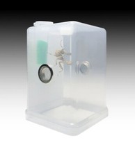 Praying Mantis Stick Insect