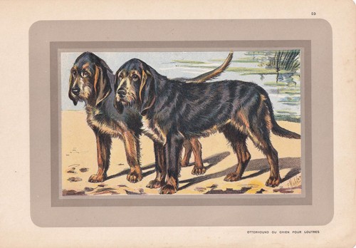 1931 otterhound dog print - 1931,