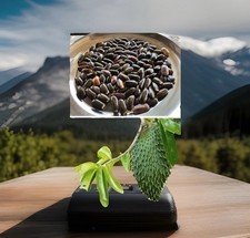 100 Soursop Seeds Graviola