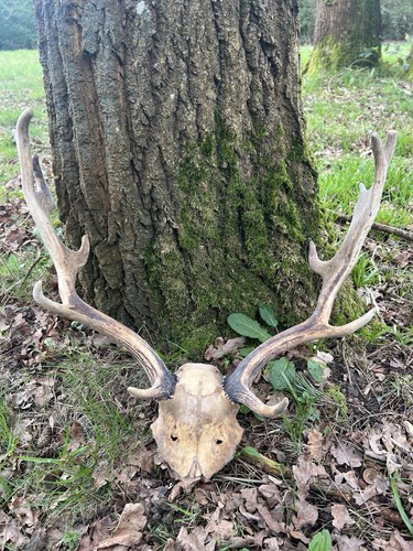 Fallow buck deer skull - fallow,