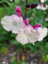 6  Salvia Cuello White Pink