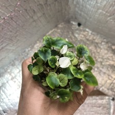 Anthurium Papi fortsherman