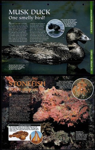 Musk duck stonefish - stonefish, #78