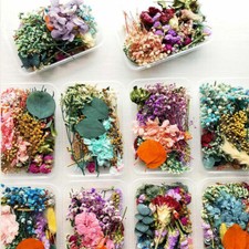 Real Dried Flowers Plants