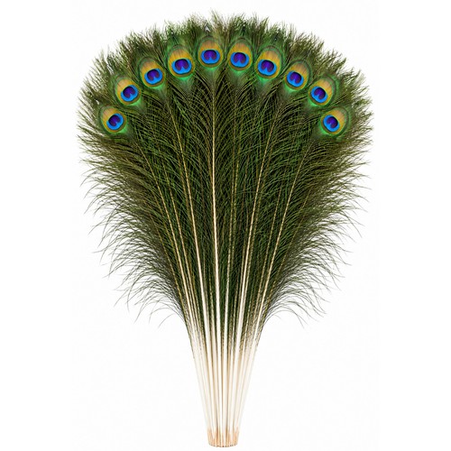 80cm large peacock tail - 70-80cm,