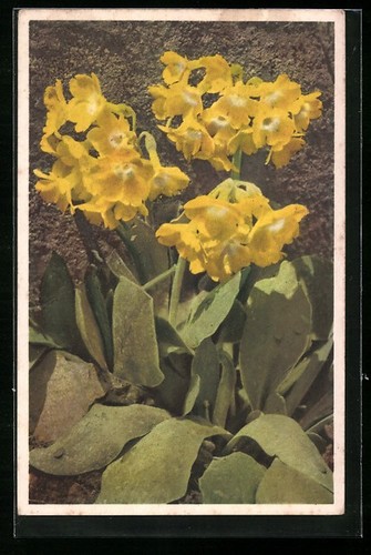 Postcard beautifully - postcard:,