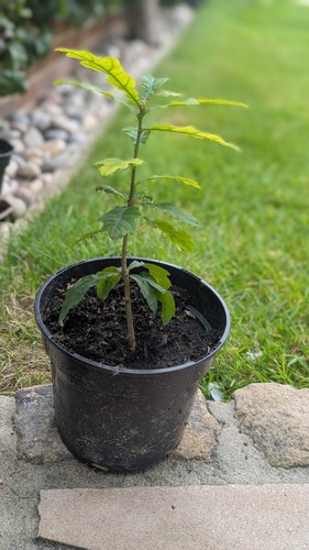 Oak tree sapling approx - tree, 1'