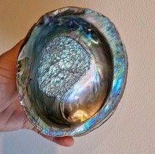 #1   Large Abalone Shell Polished Paua Rainbow  0.16kg 15cm x 12cm