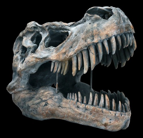 Skull tyrannosaurus rex - skull, of