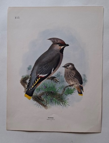 John gerrard keulemans - john,