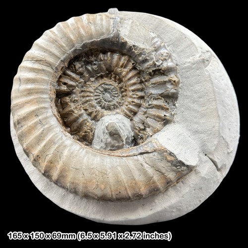 Rare lobster claw fossil - rare,