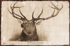 Vintage Stag Elk Deer