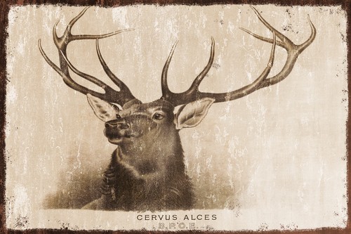 Vintage stag elk deer - vintage,