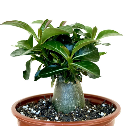 Adenium obesum desert rose - adenium, rose"