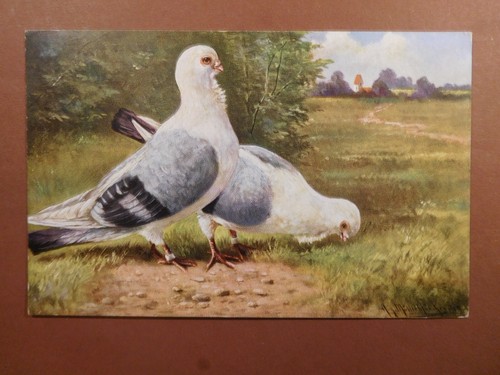Vintage postcards birds - vintage,