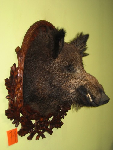 Wild boar head - head, large