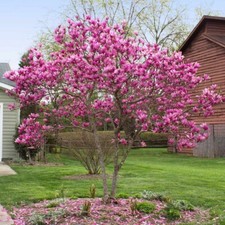Jane Magnolia gallon pot