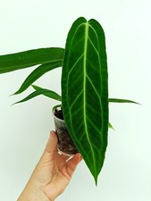 Anthurium WAROCQUEANUM