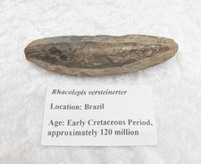 Rare RhacolepisFossil Fish From Brazil,  Approx. 120 Million Yrs