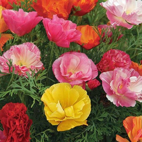 4000 seeds californian poppy - seeds,