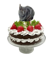 Russian blue cat cake - blue,