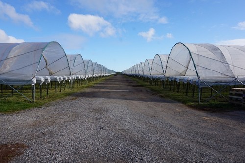 Photo 6x4 polytunnels - photo, at