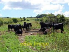 Photo 6x4 Cattle near Firsdown