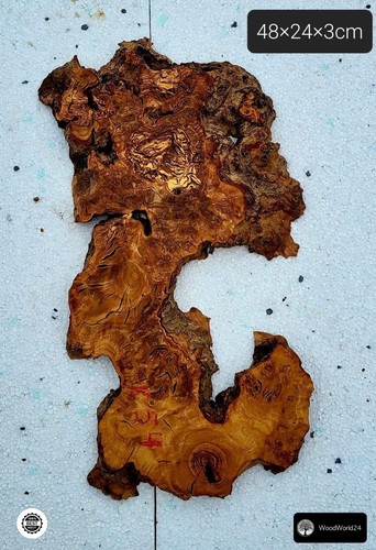 Olive root wood - wood,, tree