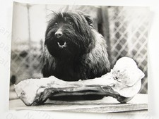 Lucky Dog Sherry Cairn Terrier