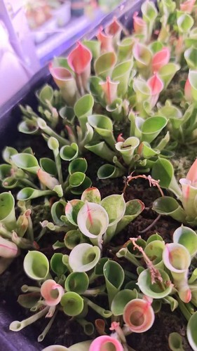 Pre sale heliamphora minor - pre-sale,