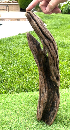 Large manzanita natural - manzanita,