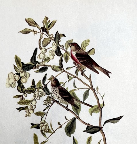Common redpoll bird lithograph - redpoll,
