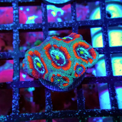 Wysiwyg acan lord coral frag - -,