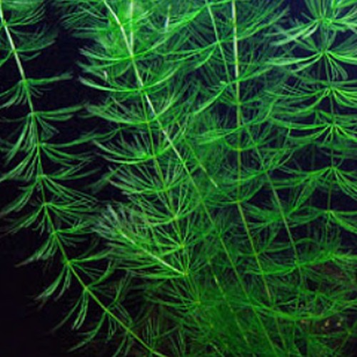 Hornwort aquarium plant - hornwort,