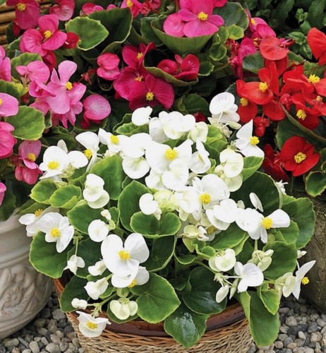 Wax begonia dwarf mix - wax,