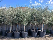 European Olive Tree Hardy