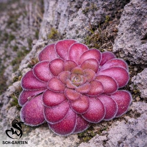 Pre sale pinguicula - pre-sale,