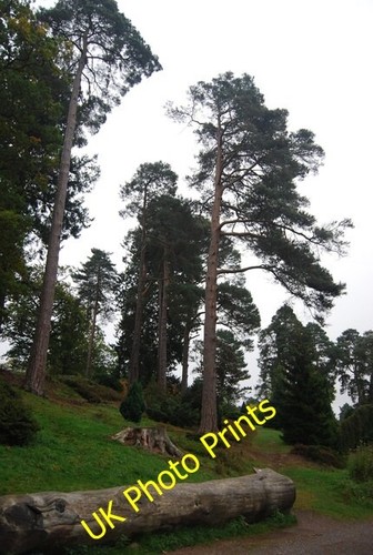 Photo 6x4 national - photo, pinetum