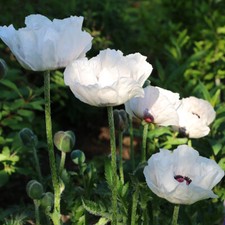 Flowering Perennials, Oriental