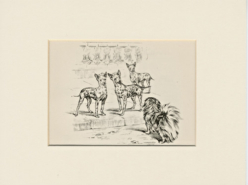 Chinese crested a - chinese, &