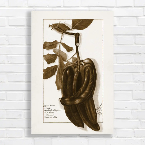 Botanical illustration - illustration, of