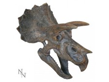 Triceratops Head Dinosaur
