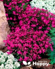 LOBELIA ROSAMOND - 7000 SEEDS - Lobelia erinus - CARMINE ROSE WITH WHITE EYE