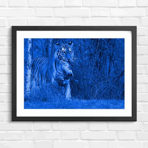 Mother tiger carrying - mother,