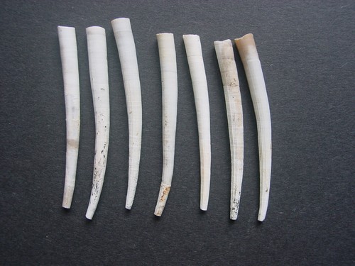 Bartonian eocene dentalium - bartonian,