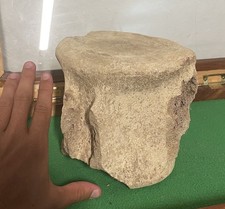 HUGE WHALE LEVIATHAN VERTEBRA