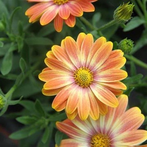 Osteospermum trailing erato - osteospermum, erato®