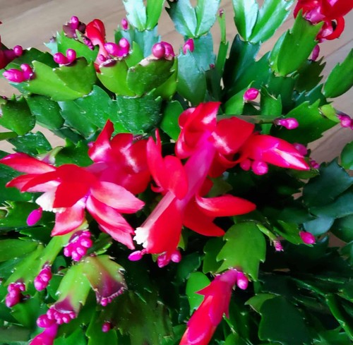 Red christmas cactus - red, min